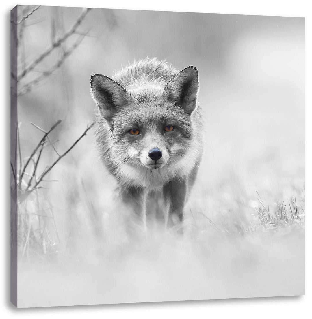 Pixxprint hübscher schleichender Fuchs als Leinwandbild Quadratisch/Grösse: 70x70 / Wandbild/Kunstdr