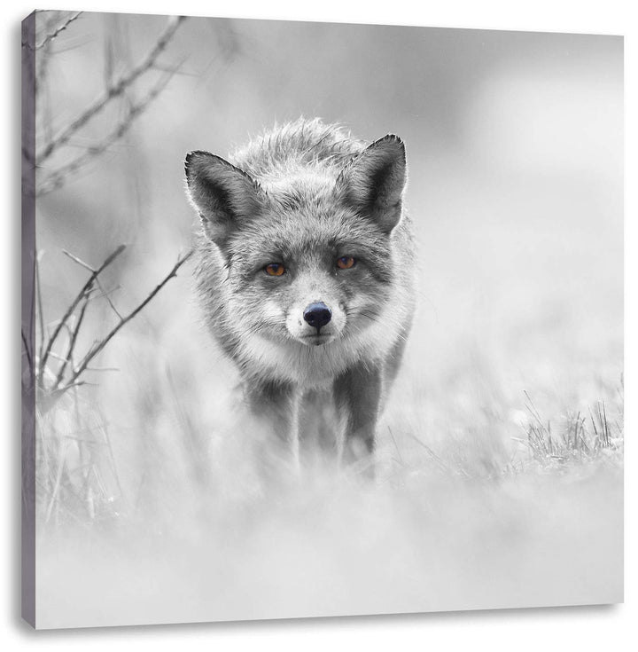 Pixxprint hübscher schleichender Fuchs als Leinwandbild Quadratisch/Grösse: 70x70 / Wandbild/Kunstdr
