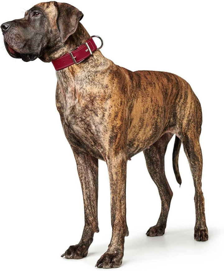 HUNTER AALBORG SPECIAL Hundehalsband, Leder, strapazierfähig, komfortabel, 60 (M-L), rot rot 60 (M-L