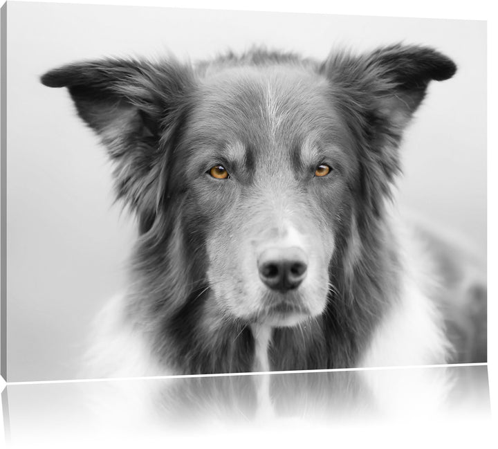 schöner Australien Shepherd Mischling schwarz/weiss Format: 100x70 auf Leinwand, XXL riesige Bilder