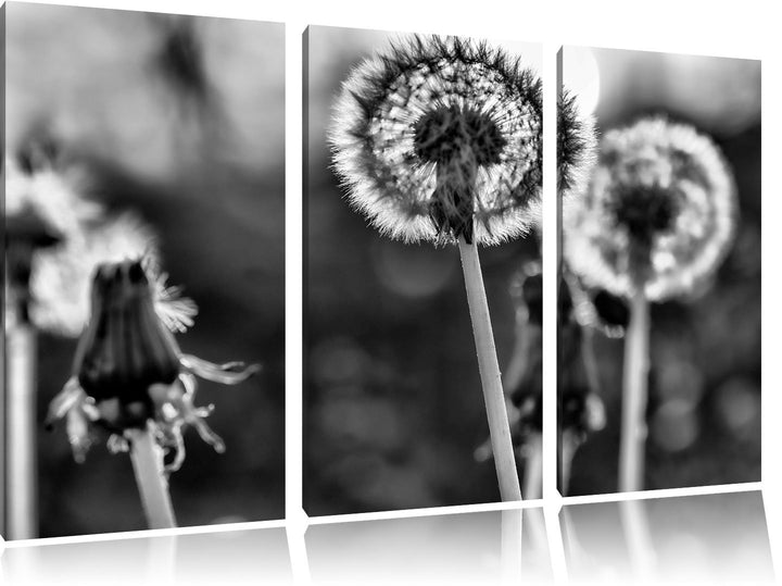Pixxprint Pusteblume als Leinwandbild/Grösse: 3 Teilig (120x80) cm/Wandbild/Kunstdruck/fertig bespan