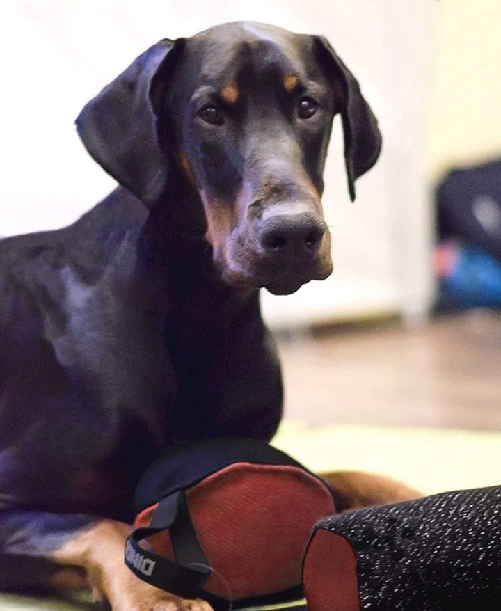 Dingo Gear Trainings-Spielzeug Nylcott French Material Training Spiel Apport IGP K9 Obedience Apport