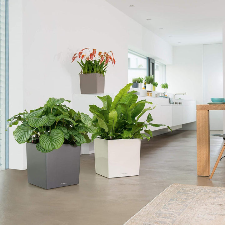 LECHUZA CUBE Premium 50 schwarz hochglanz 16569 49x49x49.5 cm Schwarz Hochglanz, 49x49x49.5 cm Schwa