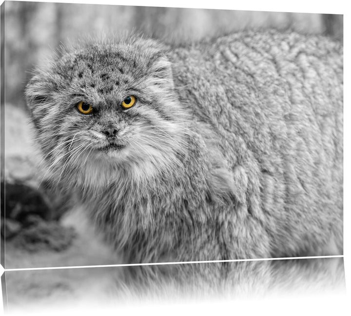 wütende kleine Manul schwarz/weiss auf Leinwand, XXL riesige Bilder fertig gerahmt mit Keilrahmen, K