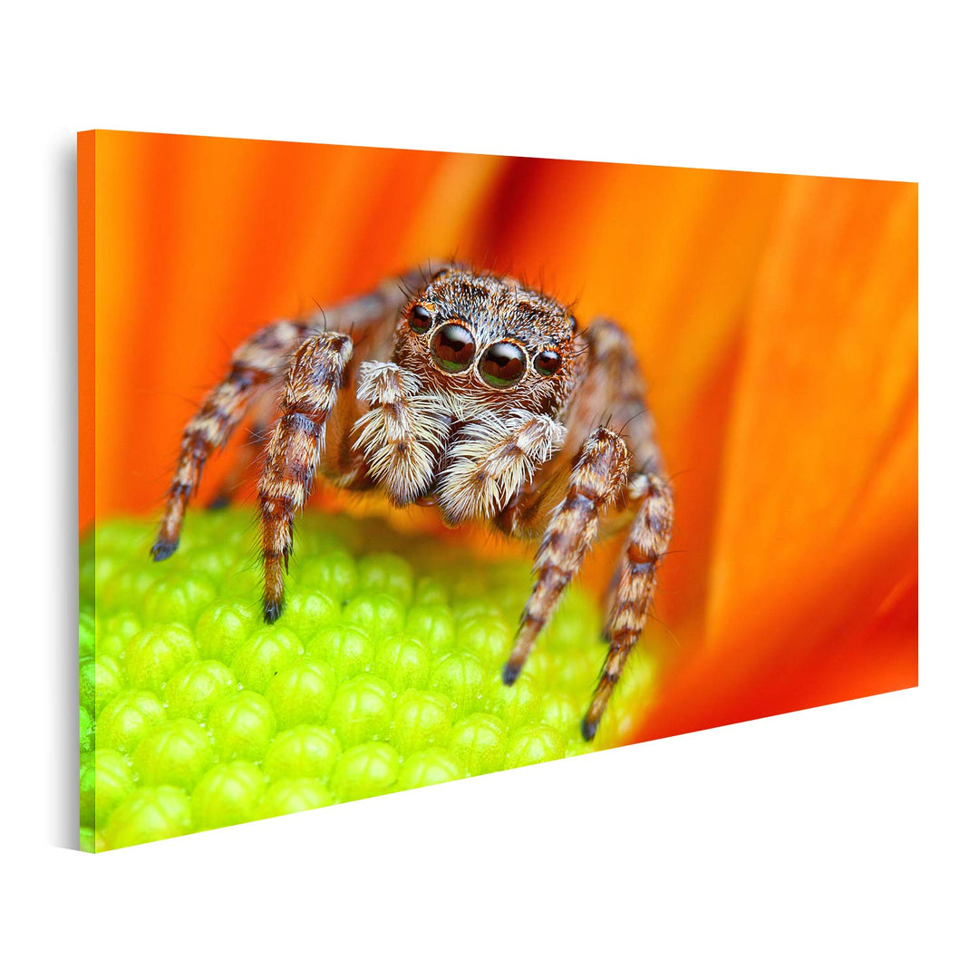 islandburner Bild auf Leinwand Springende Spinne Blume Bilder Wandbilder Poster, 80L x 40B cm