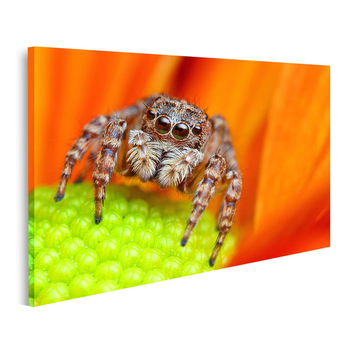 islandburner Bild auf Leinwand Springende Spinne Blume Bilder Wandbilder Poster, 80L x 40B cm
