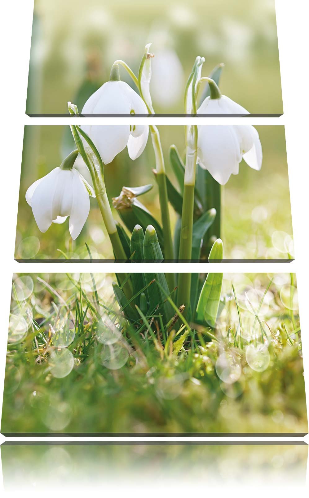 Pixxprint Schneeglöckchen als Leinwandbild/Grösse: 3 Teilig (120x80) cm/Wandbild/Kunstdruck/fertig b