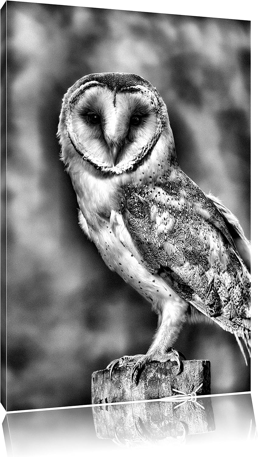 Monocrome, Eule, Format: 100x70 auf Leinwand, XXL riesige Bilder fertig gerahmt mit Keilrahmen, Kuns