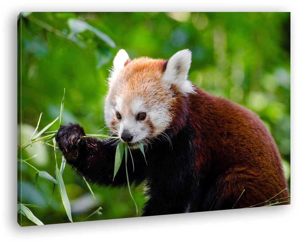 deyoli goldiger Roter Panda Format: 80x60 als Leinwandbild, Motiv fertig gerahmt auf Echtholzrahmen,