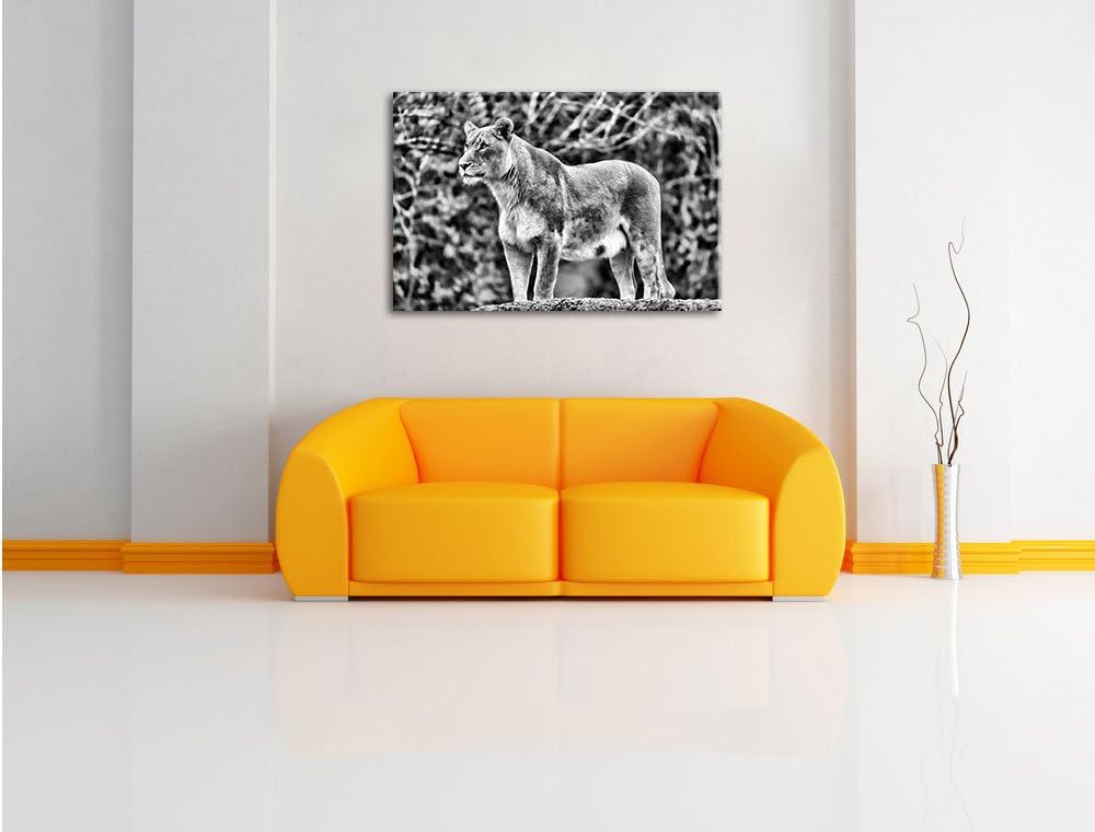 Pixxprint majestätische Löwin als Leinwandbild/Grösse: 100x70 cm/Wandbild/Kunstdruck/fertig bespannt