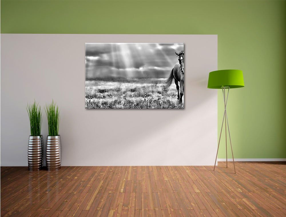Pixxprint Hengst auf Wiese / 100x70cm Leinwandbild bespannt auf Holzrahmen/Wandbild Kunstdruck Dekor