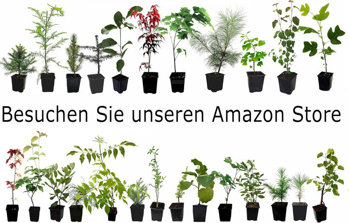 Seedeo® Zimmergewächshaus "easy growing" Komplettset