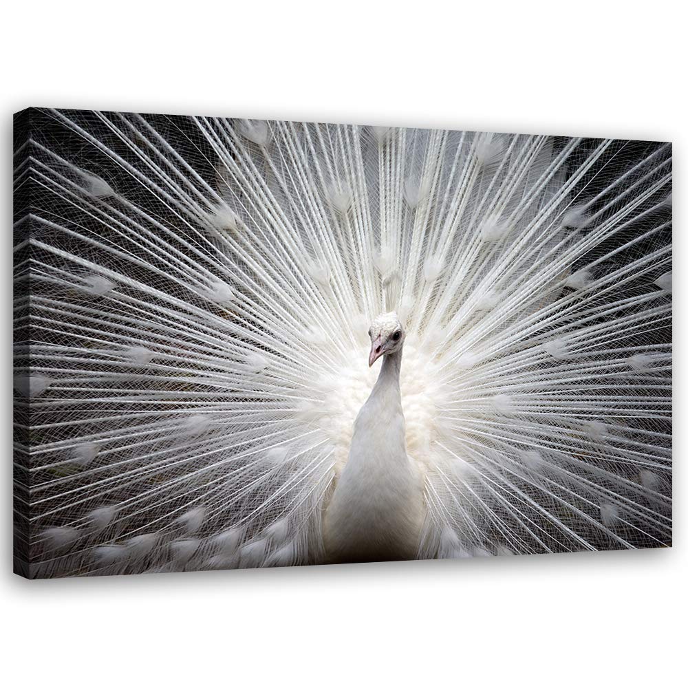 Leinwandbild XXL Tier Wandbild Kunst Vogel Weiss 120x80 cm M14235 120x80 cm, M14235 120x80 cm
