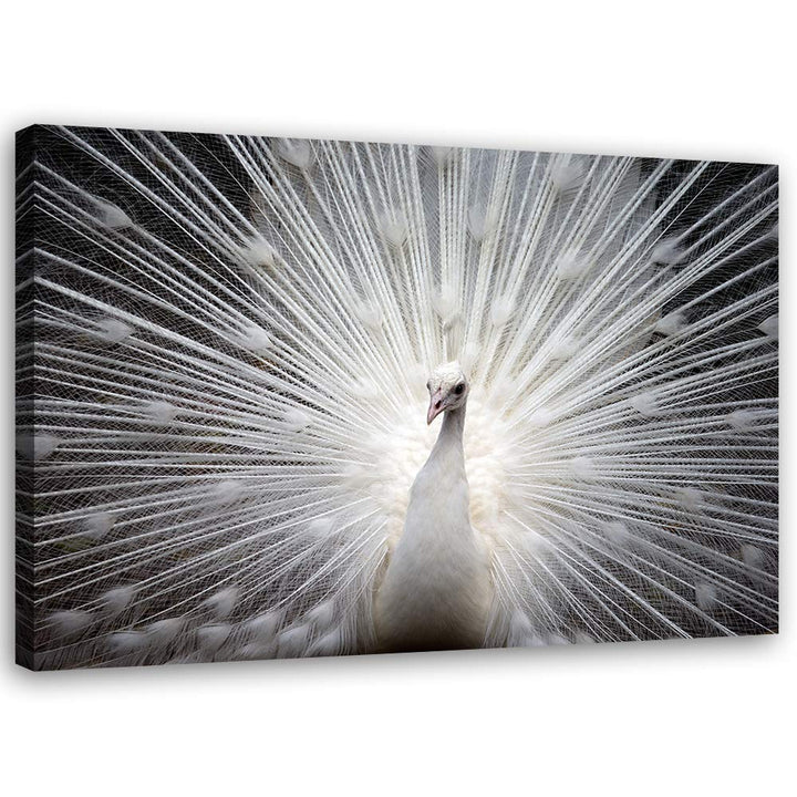 Leinwandbild XXL Tier Wandbild Kunst Vogel Weiss 120x80 cm M14235 120x80 cm, M14235 120x80 cm