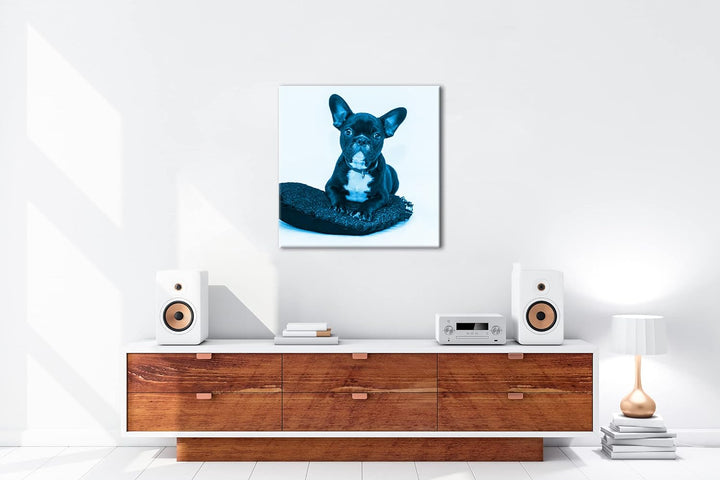 deyoli putzige Bulldogge mit einem Rotem Kissen Format: 60x60 Effekt: Monocrome Blau als Leinwandbil