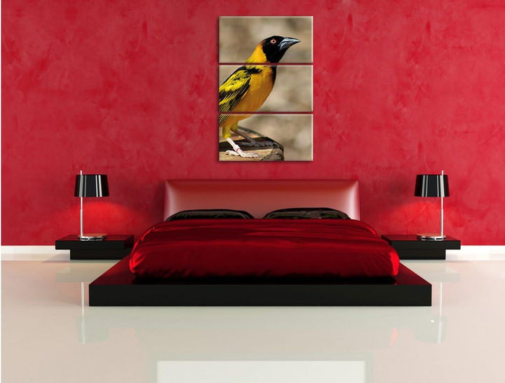 Pixxprint prächtiger gelber Star als Leinwandbild/Grösse: 3 Teilig (120x80) cm/Wandbild/Kunstdruck/f