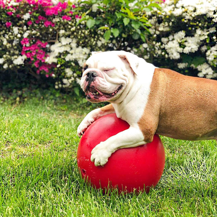Jolly Pets JOLL070F Hundespielzeug Ball Push-n-Play, 25 cm, rot 10 Inches/Large Red, 10 Inches/Large
