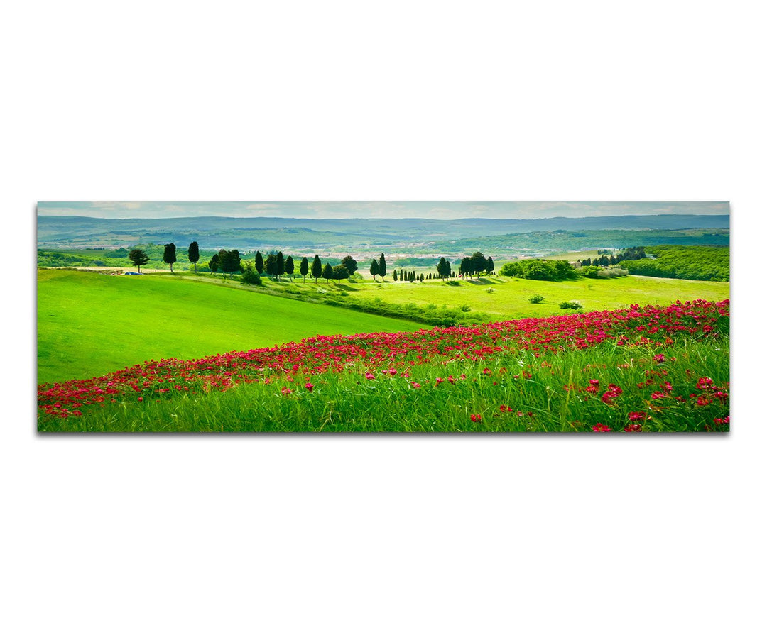 Paul Sinus Art Panoramabild auf Leinwand und Keilrahmen 120x40cm Toskana Blumenwiese Zypressen Lands