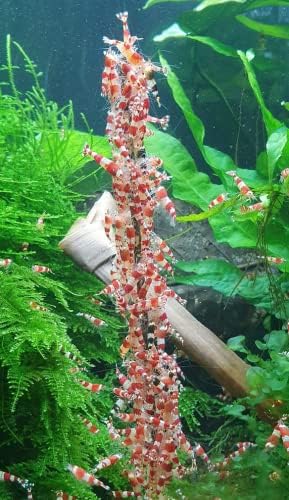 Shrimp-Lollies Power (50er-Pack), Futter für Garnelen, Shrimp Sticks Lolly