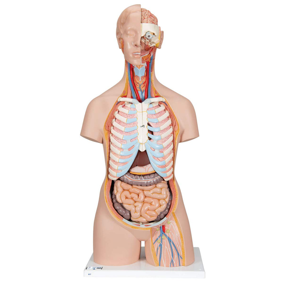 3B Scientific Classic-Torso-Modell, in klassischer Ausführung, geschlechtsneutral, offener Rücken, 2