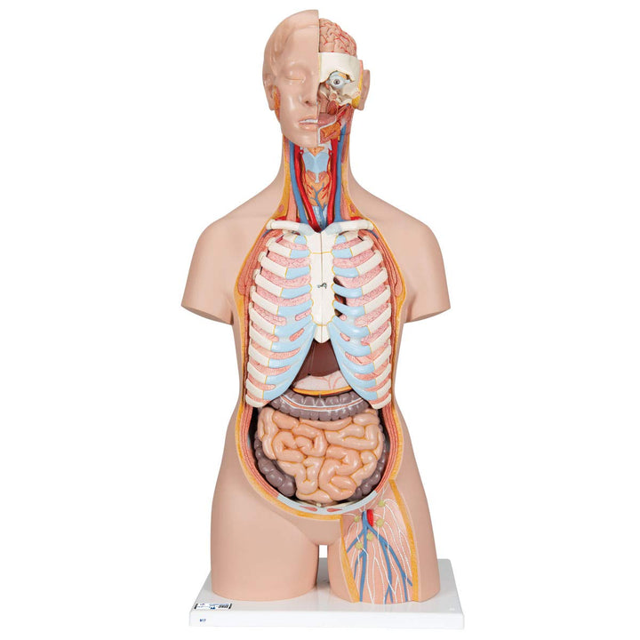 3B Scientific Classic-Torso-Modell, in klassischer Ausführung, geschlechtsneutral, offener Rücken, 2