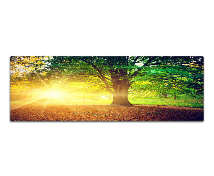 Paul Sinus Art Panoramabild auf Leinwand und Keilrahmen 120x40cm Bäume Park Herbst Blätter Sonnenstr