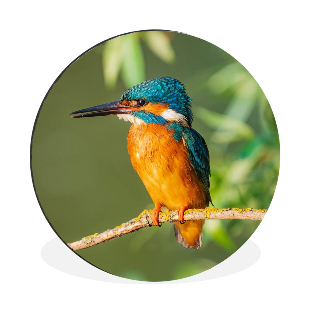 MuchoWow Wandbild Rund Wanddeko Deko Wohnzimmer Bilder 60x60 cm Vogel - Eisvogel - Zweig - Blätter -