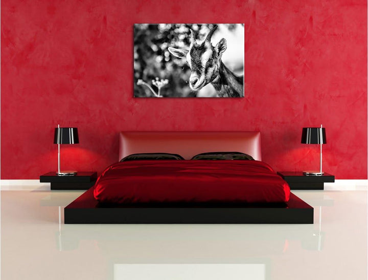 Pixxprint Niedliche Ziege / 100x70cm Leinwandbild bespannt auf Holzrahmen/Wandbild Kunstdruck Dekora