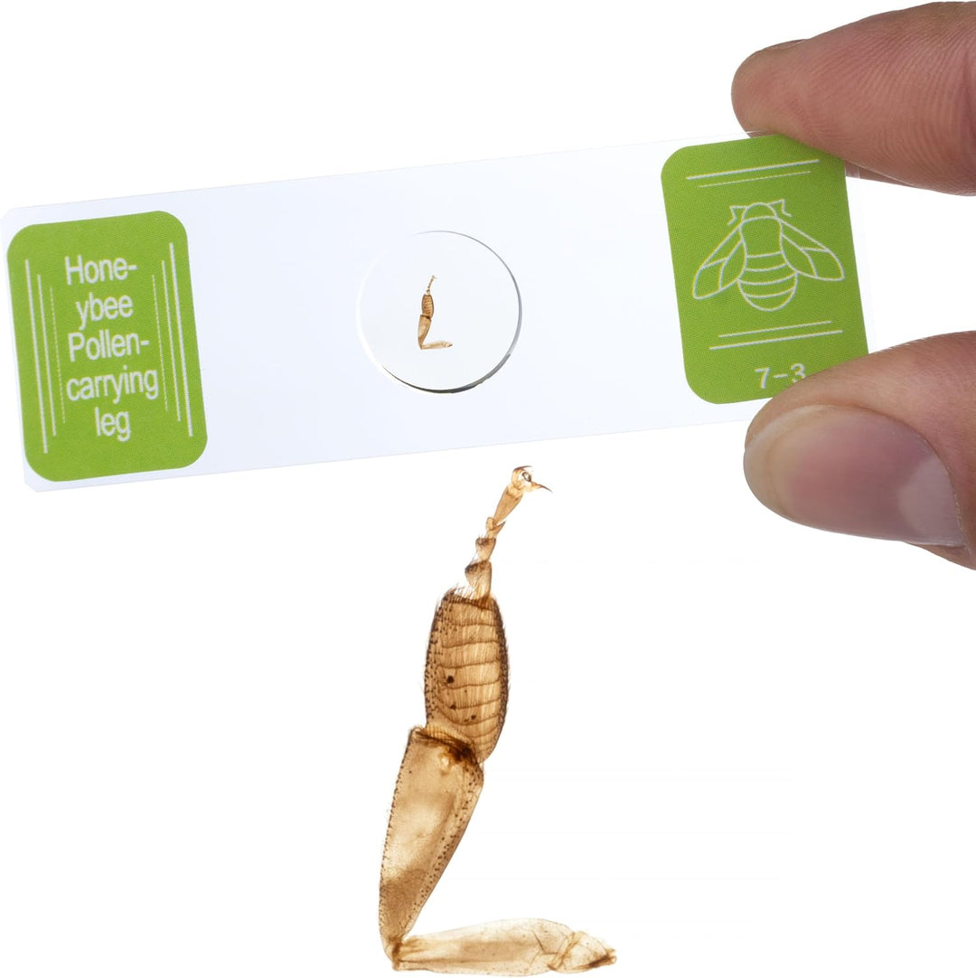 Mikroskopische Präparate | 30 Stück, Glas, pflanzliche und tierische Gewebe | Für Biologieunterricht