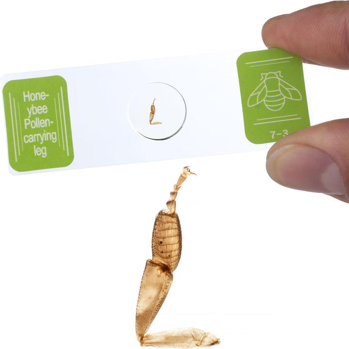 Mikroskopische Präparate | 30 Stück, Glas, pflanzliche und tierische Gewebe | Für Biologieunterricht