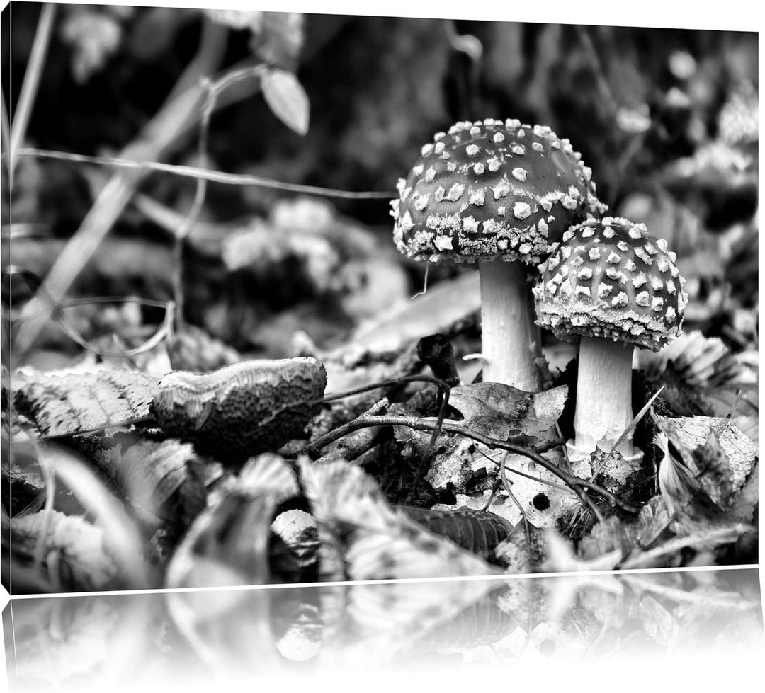 Monocrome, Pilz im Wald, Format: 100x70 auf Leinwand, XXL riesige Bilder fertig gerahmt mit Keilrahm