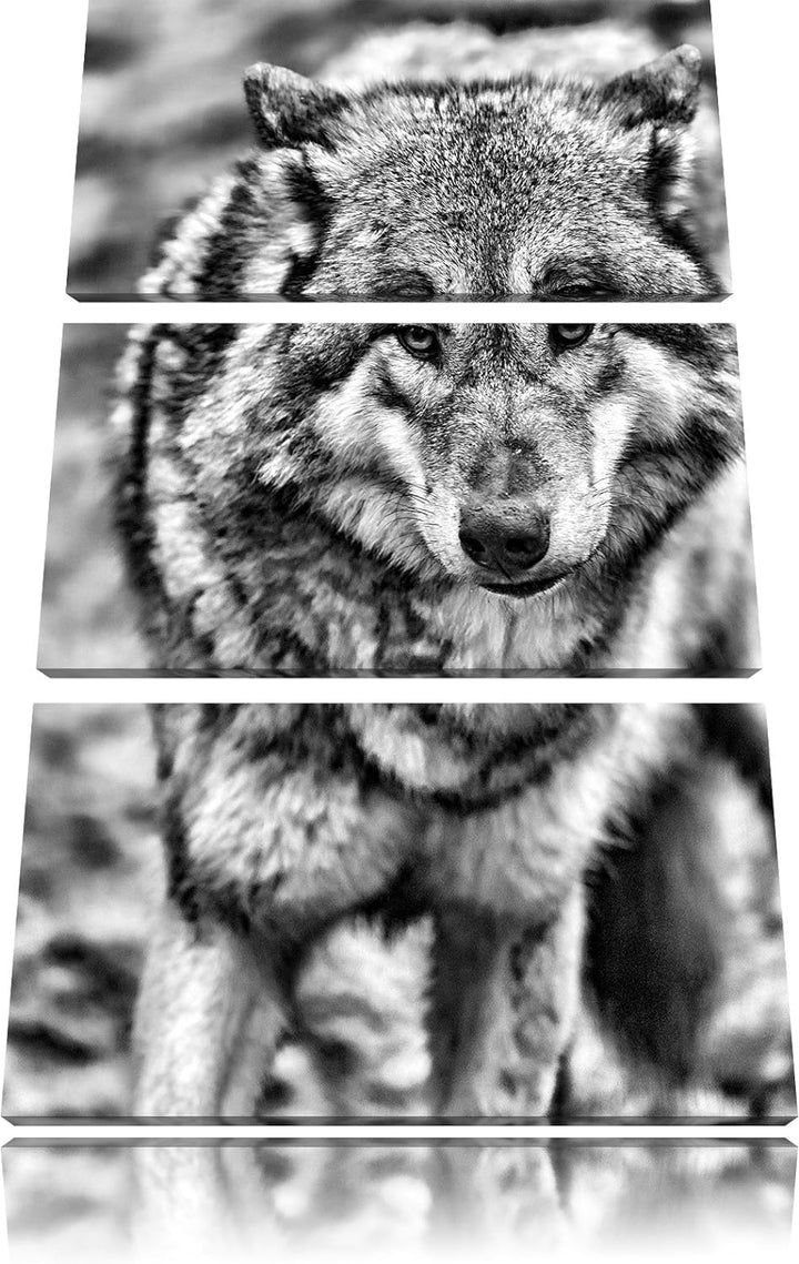 Pixxprint Monocrome, scheuer Wolf 3-Teiler Leinwandbild 120x80 Bild auf Leinwand