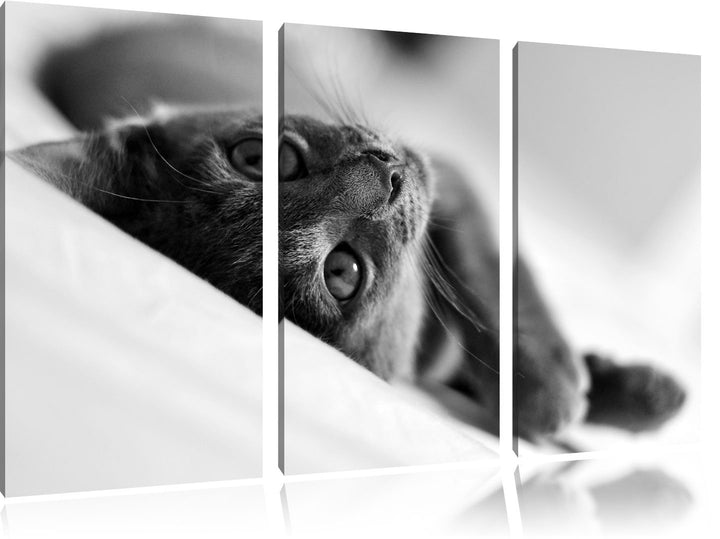 Pixxprint Niedliche Katze liegt im Bett 3-Teiler Leinwandbild 120x80 Bild auf Leinwand