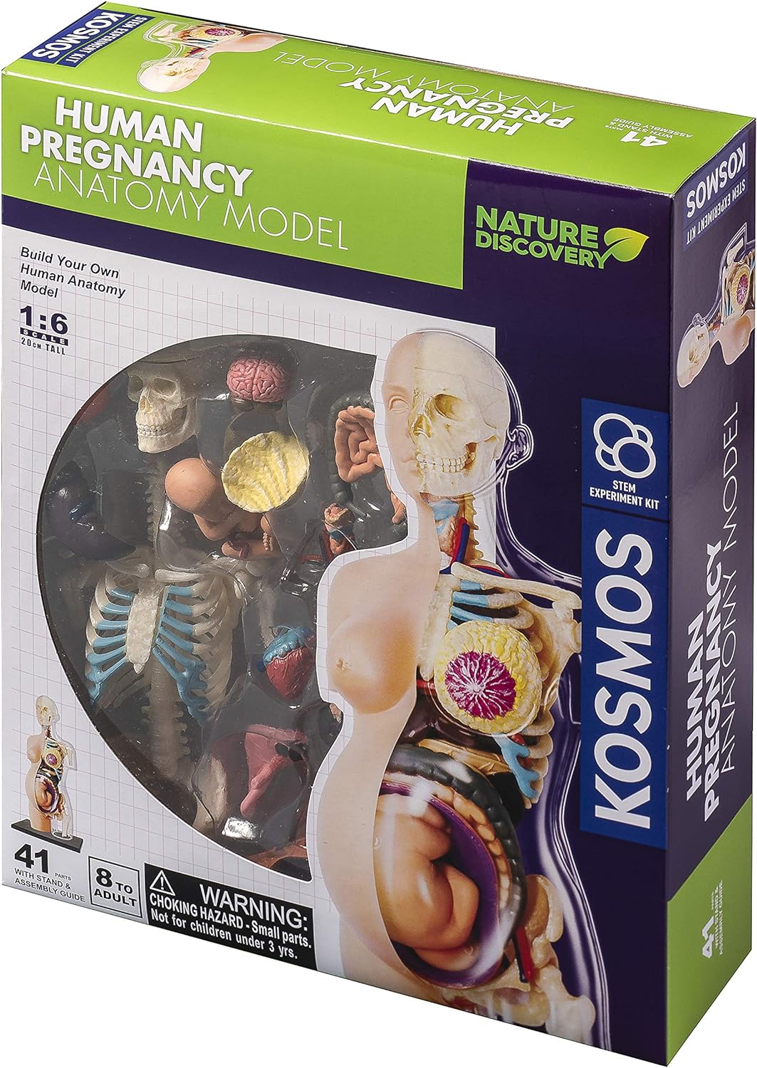 Thames & Kosmos , 260840, Human Pregnancy Anatomy Model, Learn About Human Pregnancy, 30+ Parts with