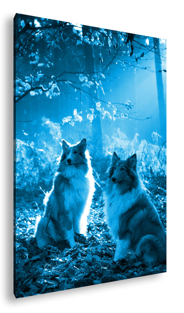 deyoli zwei treue Collies im Wald Format 80x60 Effekt: Monocrome Blau als Leinwandbild, Motiv fertig