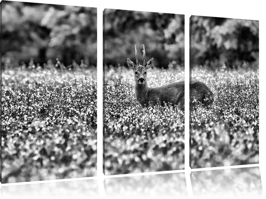Pixxprint Monocrome, junger Hirsch auf Wildwiese 3-Teiler Leinwandbild 120x80 Bild auf Leinwand