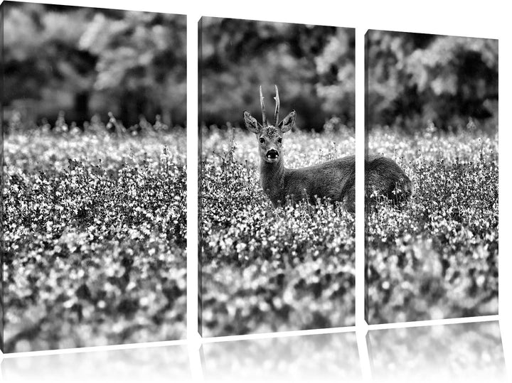 Pixxprint Monocrome, junger Hirsch auf Wildwiese 3-Teiler Leinwandbild 120x80 Bild auf Leinwand