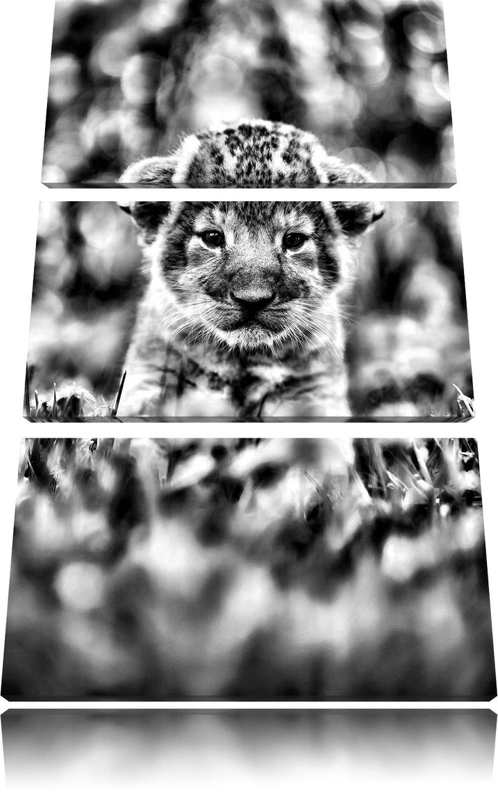 Pixxprint Niedliches Löwenbaby als Leinwandbild/Grösse: 3 Teilig (120x80) cm/Wandbild/Kunstdruck/fer