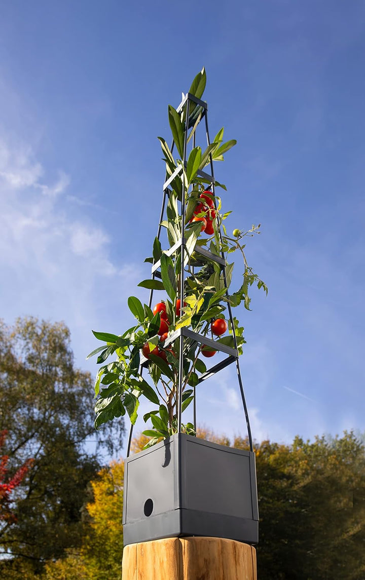 Meister Pflanzturm 150 x 25 x 25 cm - Für Tomaten & Rankgewächse - Mit Rankhilfe - 2,5 L Wassertank