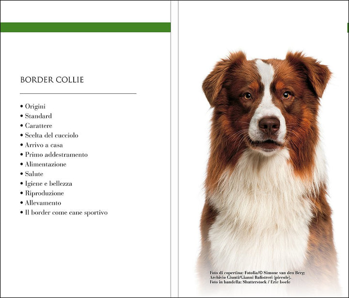 Border Collie: Vita in casa - Educazione - Cure (Cani di razza), Taschenbuch