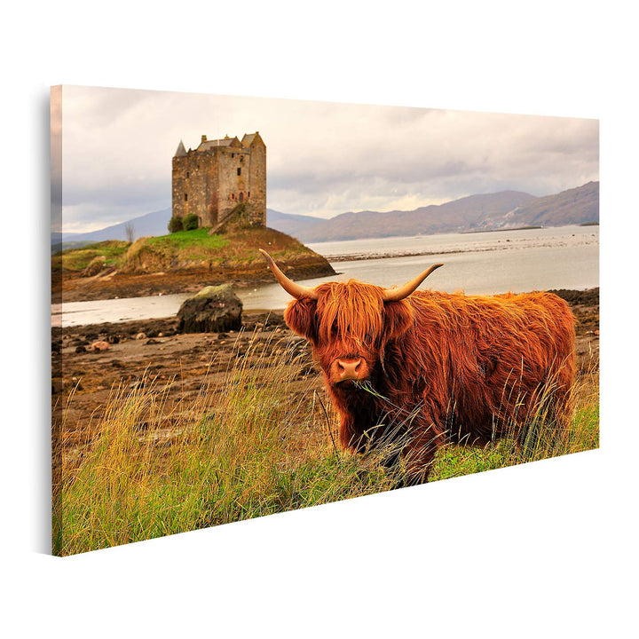 islandburner Bild auf Leinwand Hochlandkuh Loch Linnhe Schottland Bilder Wandbilder Poster Leinwand
