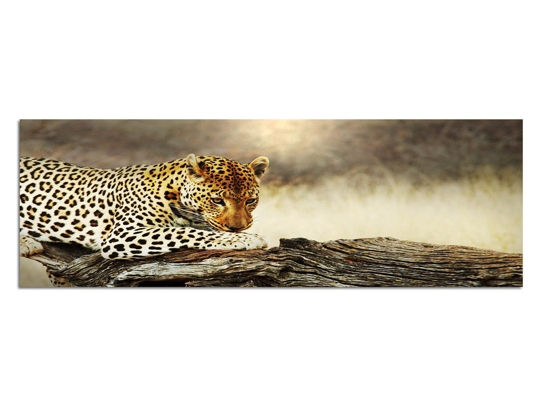 Paul Sinus Art Panoramabild auf Leinwand und Keilrahmen 120x40cm Leopard Baumstamm Afrika Wildnis