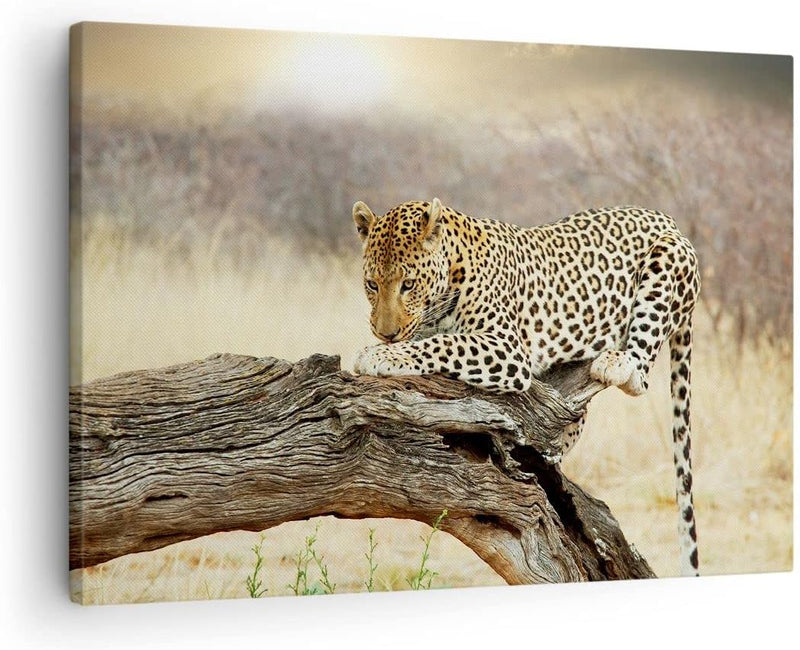 Bilder auf Leinwand Afrika Leopard Katze Safari Leinwandbild 70x50cm Wandbilder Dekoration Wohnzimme