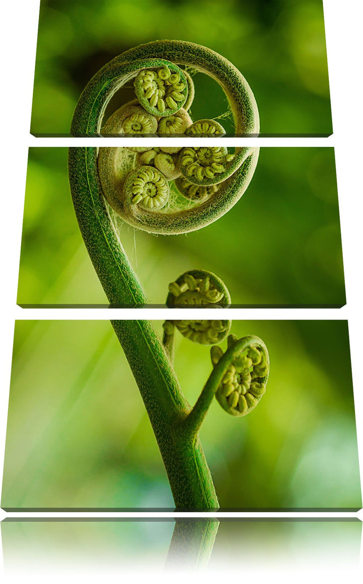 Pixxprint Blatt von Einer Farne im Wald als Leinwandbild - Grösse: 3-Teilig (120x80cm) - Wandbild -