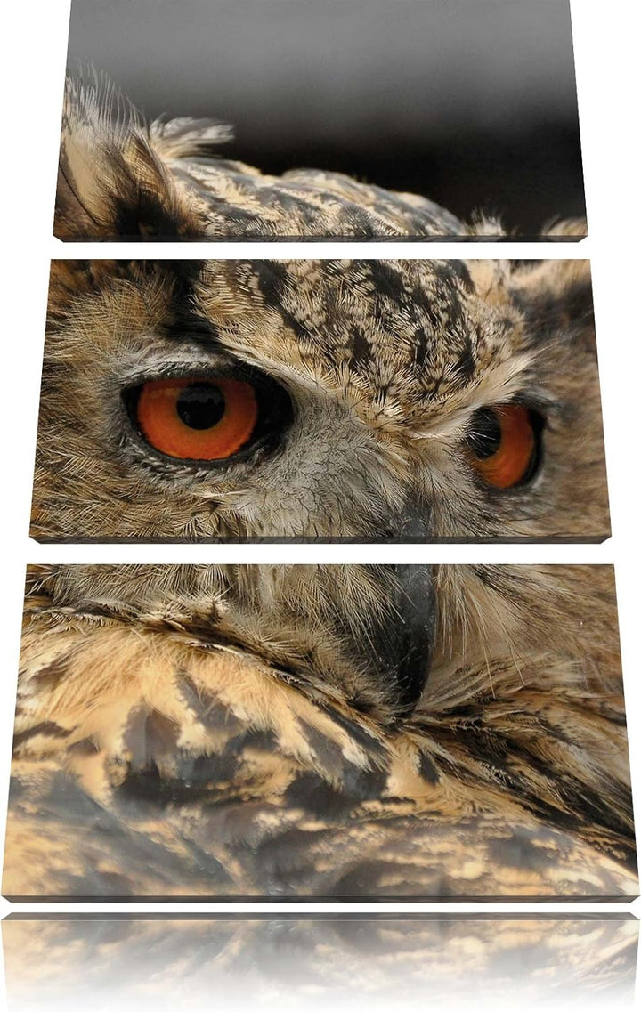Pixxprint prächtige Waldohreule als Leinwandbild/Grösse: 3 Teilig (120x80) / Wandbild/Kunstdruck/fer