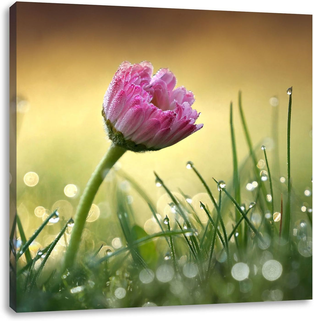 rosa Gänseblümchen im Gras, Format: 70x70 auf Leinwand, XXL riesige Bilder fertig gerahmt mit Keilra