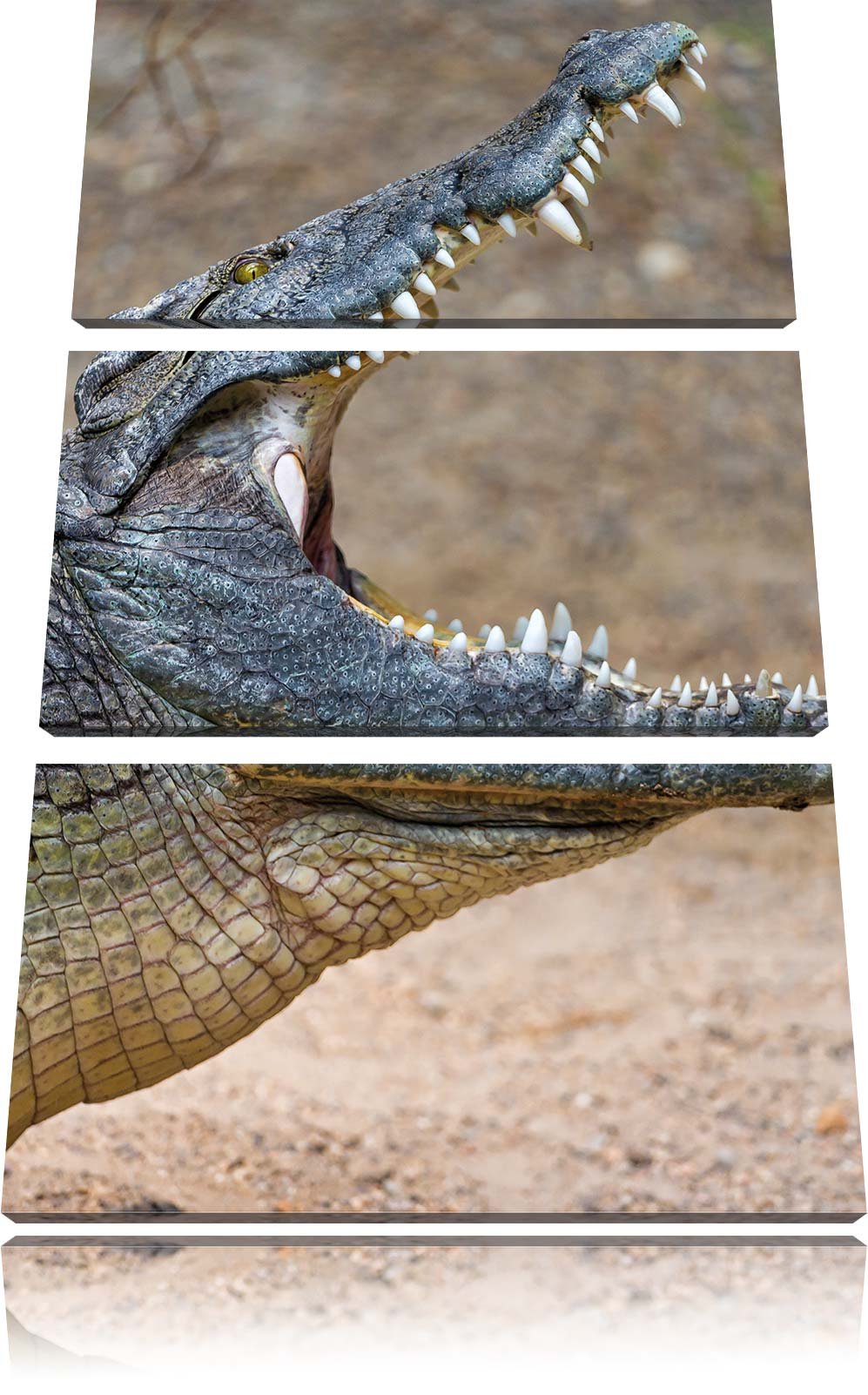 Pixxprint gewaltiges Krokodil als Leinwandbild/Grösse: 3 Teilig (120x80) cm/Wandbild/Kunstdruck/fert