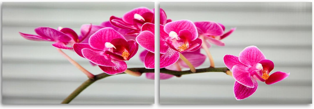 Feeby. Leinwandbild, Bilder, Wand Bild - 2 Teile - Panoramabild, Wandbilder, Kunstdruck 120x40 cm, O