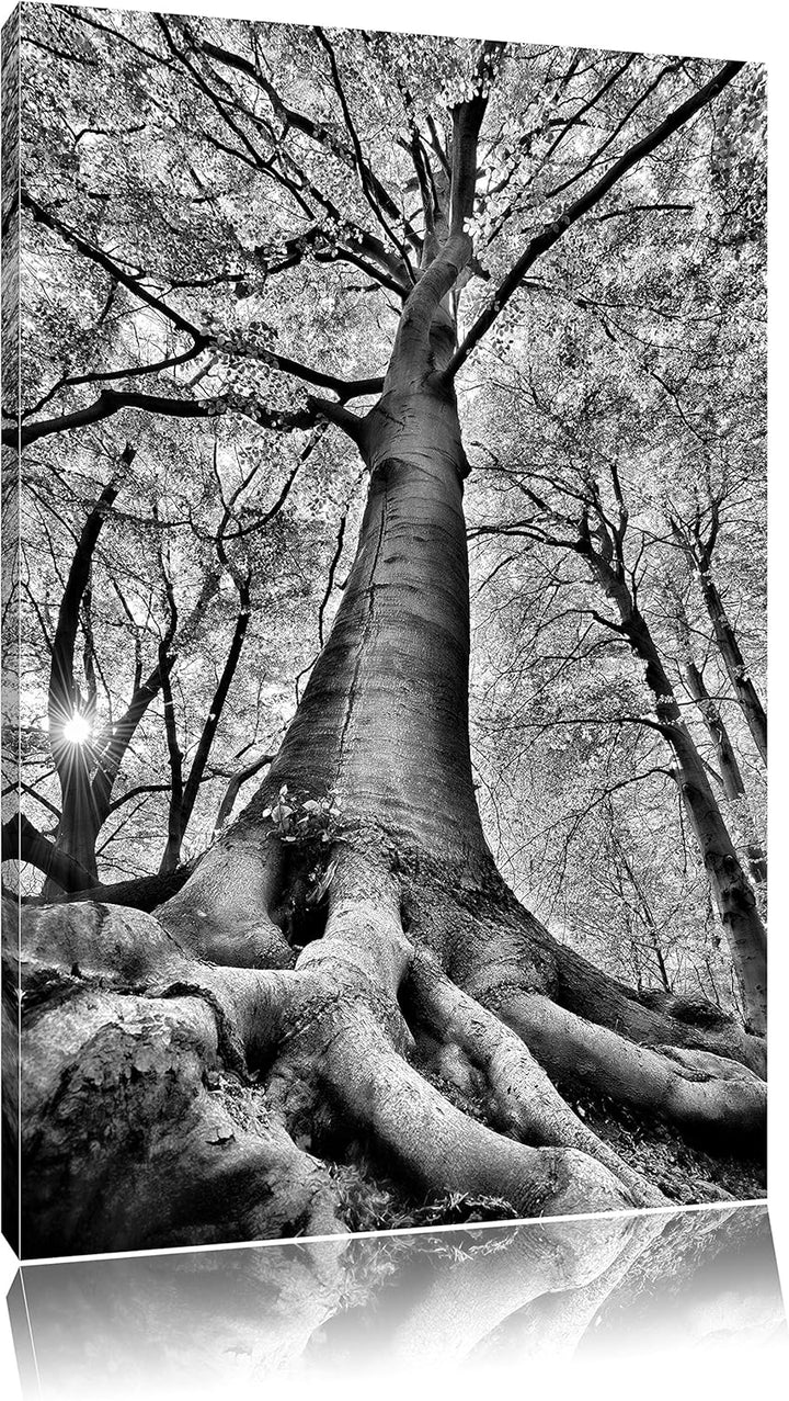 Pixxprint Riesiger Baum im Dschungel / 100x70cm Leinwandbild bespannt auf Holzrahmen/Wandbild Kunstd
