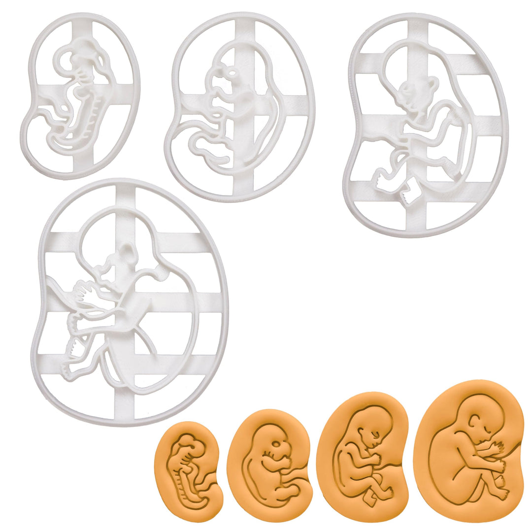 4er Set fötale Entwicklung Ausstechformen (Formen: 4-wöchige, 7-wöchige, 10-wöchige, & 20-wöchige),